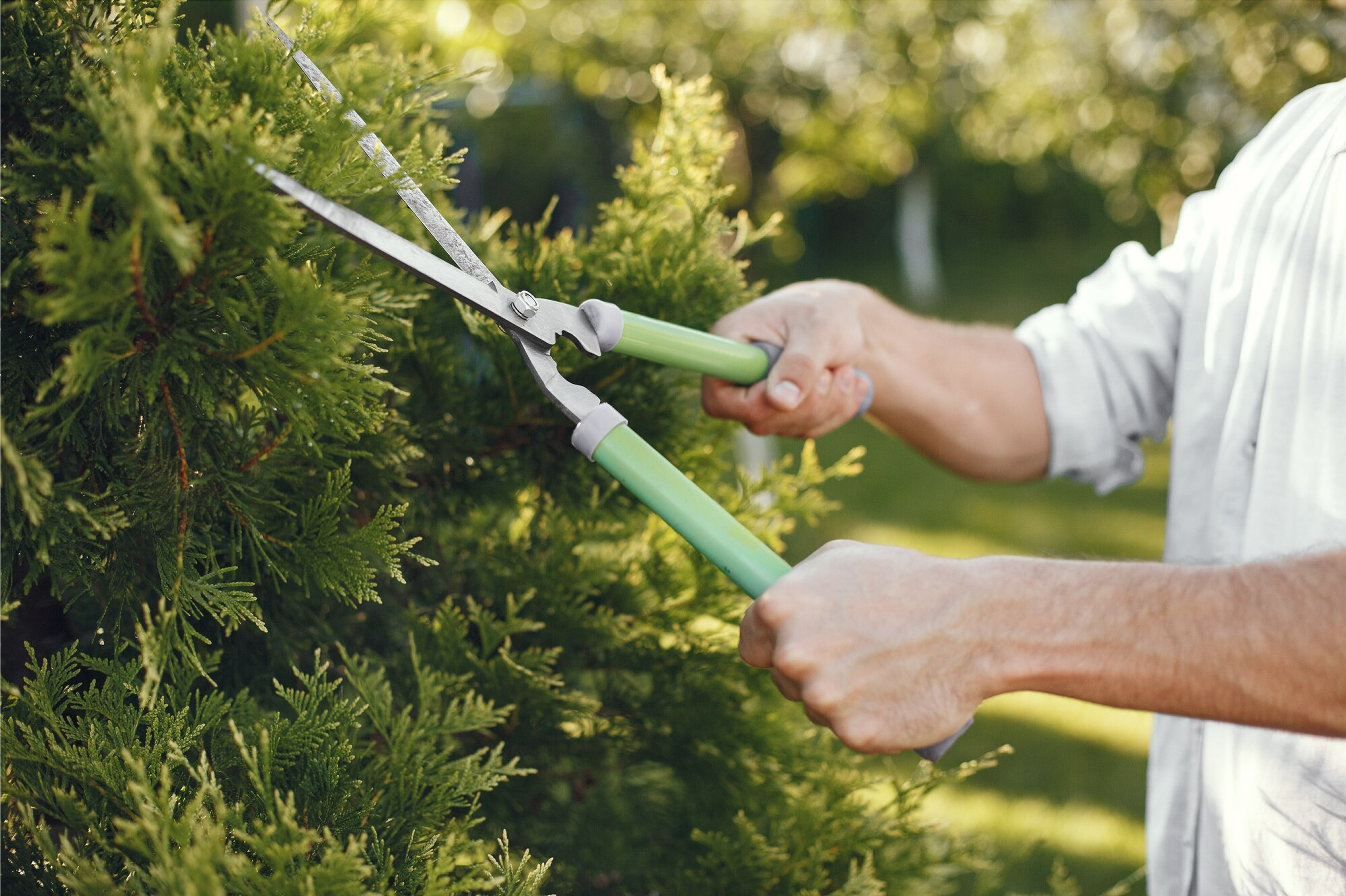 Tree Services